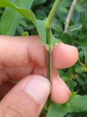 Urochloa reptans