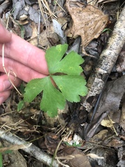Sanicula canadensis