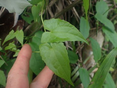 Thunbergia