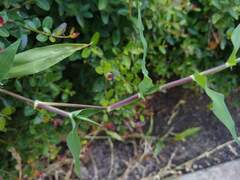 Urochloa reptans