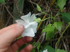 Thunbergia
