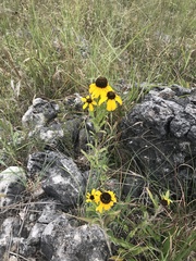 Rudbeckia missouriensis