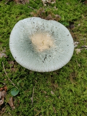 Russula