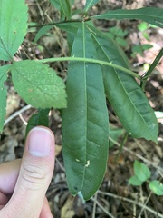 Quercus laurifolia