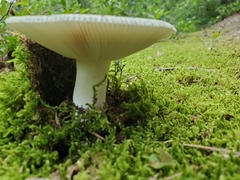 Russula