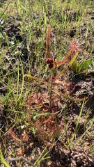 Drosera cistiflora