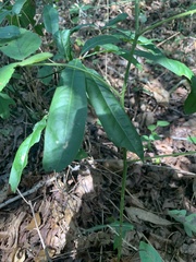 Quercus laurifolia