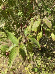 Cornus sericea
