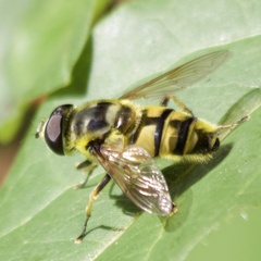 Myathropa florea