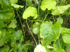 Passiflora edulis