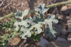 Citrullus colocynthis