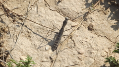 Bolivaria brachyptera