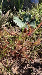 Drosera cistiflora