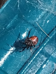 Latrodectus hesperus