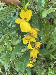 Chamaecrista nictitans