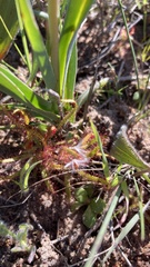 Drosera cistiflora