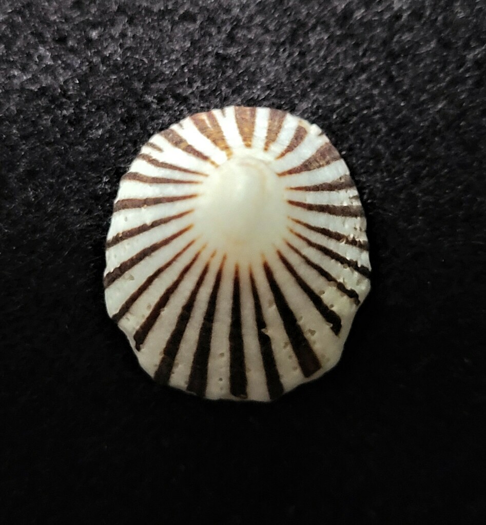 Black-rib Limpet