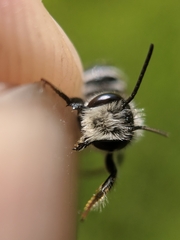 Megachile rotundata