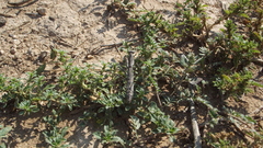 Bolivaria brachyptera