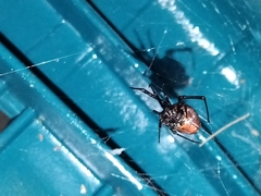 Latrodectus hesperus