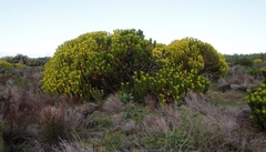 Leucadendron laureolum