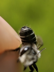 Megachile rotundata