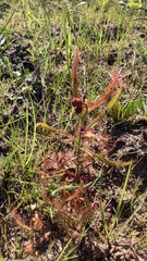 Drosera cistiflora