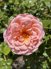 Rosa chinensis