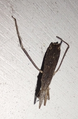 Pygolampis pectoralis