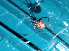 Latrodectus hesperus