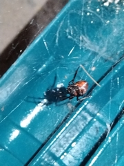 Latrodectus hesperus