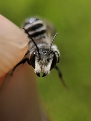 Megachile rotundata