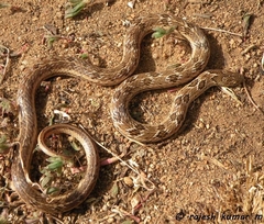 Oligodon taeniolatus
