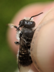 Megachile rotundata