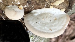 Trametes gibbosa