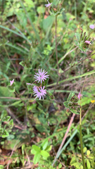 Elephantopus tomentosus