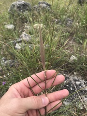 Asclepias stenophylla