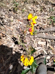 Podolobium ilicifolium