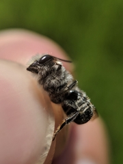 Megachile rotundata