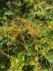 Cuscuta gronovii