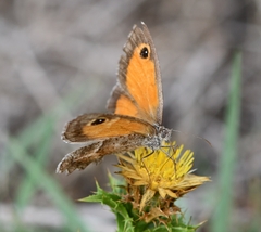 Pyronia cecilia