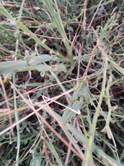 Genista tridentata