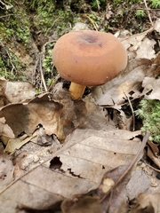 Lactifluus