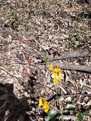 Podolobium ilicifolium