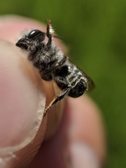 Megachile rotundata