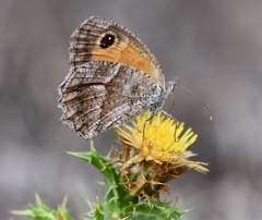 Pyronia cecilia