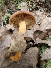 Lactifluus