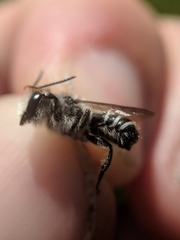 Megachile rotundata