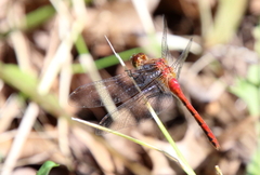 Sympetrum rubicundulum