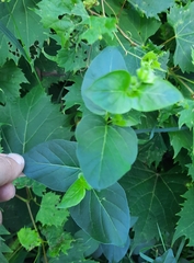 Mirabilis nyctaginea